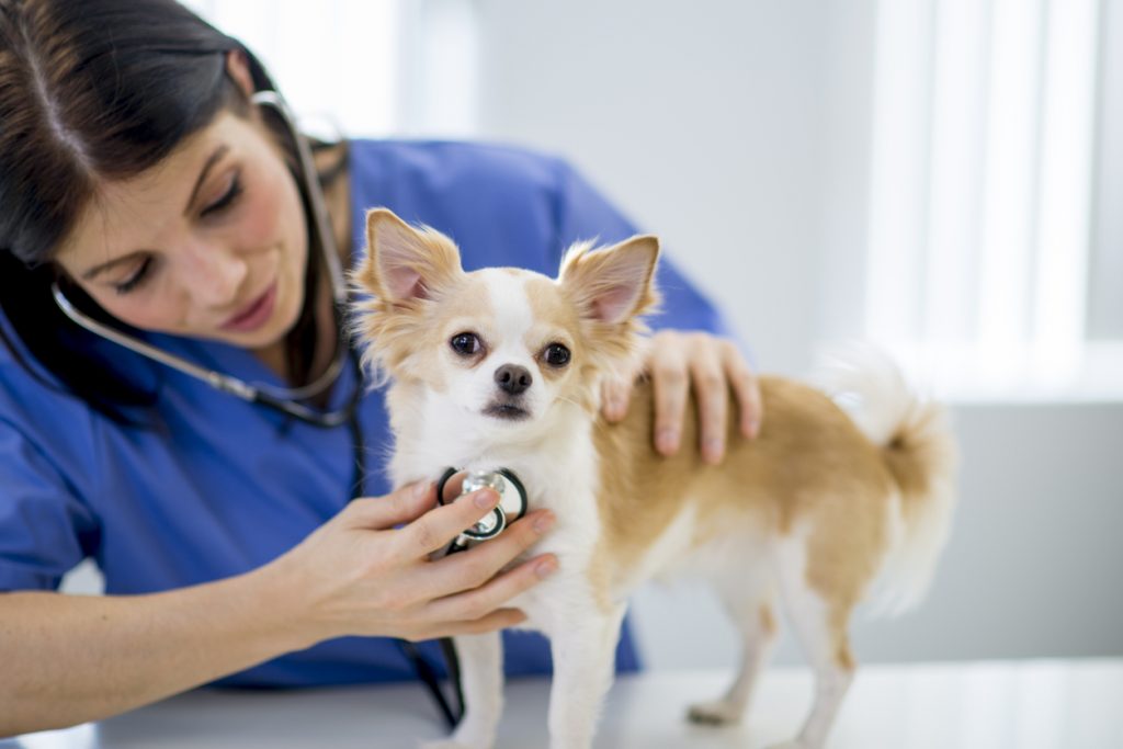 chihuahua lifespan