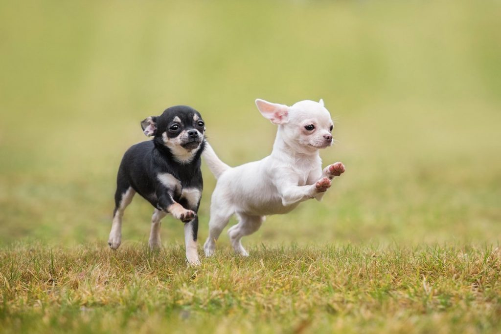 How Long Do Chihuahuas Live? What Is Their Average Lifespan?