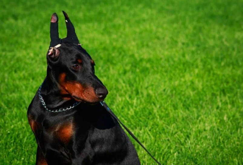 doberman pinscher