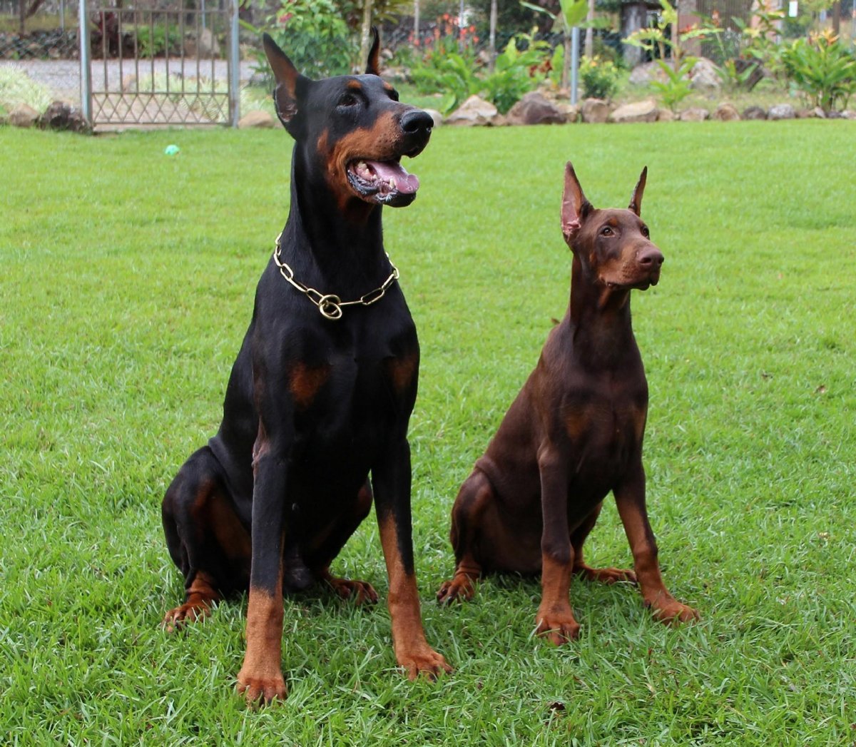 doberman pinscher2