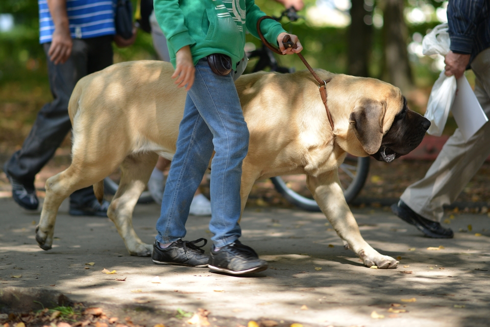 english mastiff1