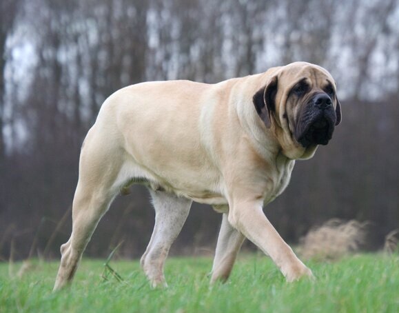 english mastiff3