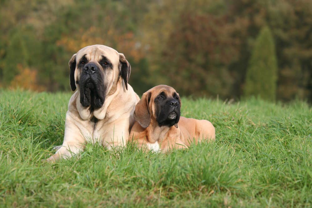 english mastiff4