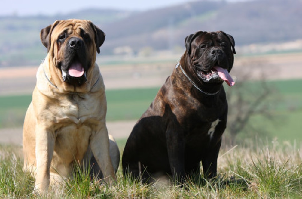 english mastiff6