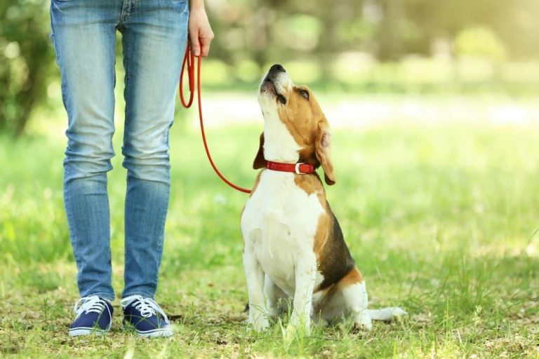 How To Leash Train A Dog? Step By Step Guide For New Owners