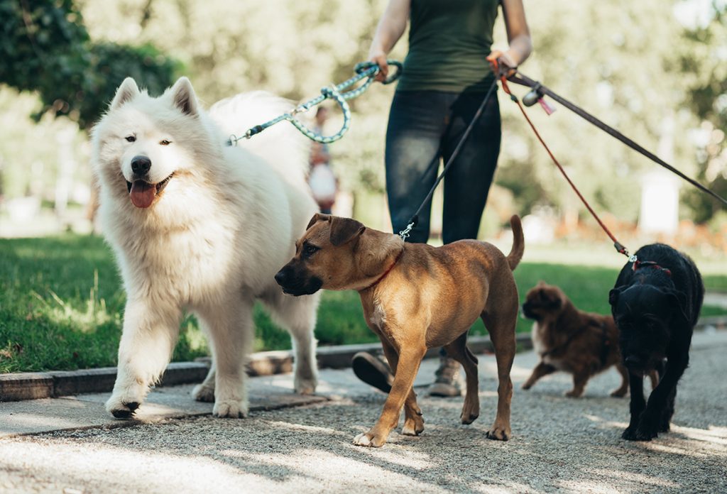 How To Leash Train A Dog? Step By Step Guide For New Owners 8 leash5