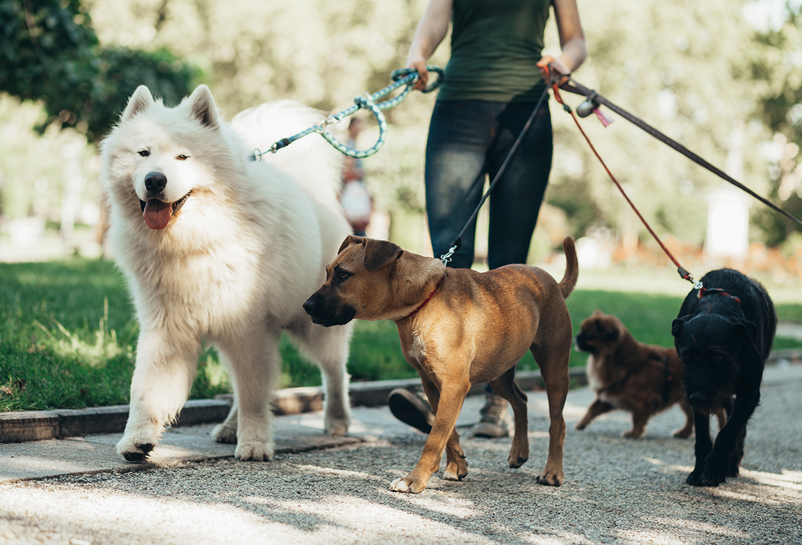 How To Leash Train A Dog? Step By Step Guide For New Owners