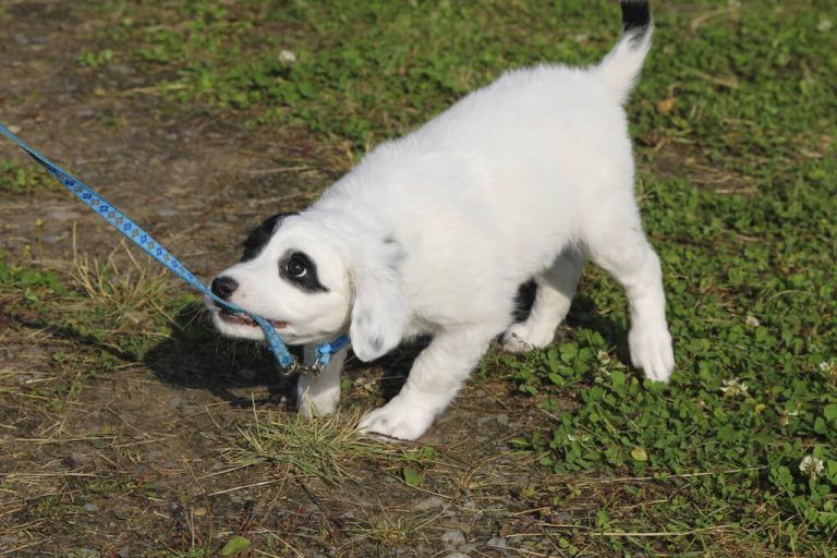 How To Leash Train A Dog? Step By Step Guide For New Owners