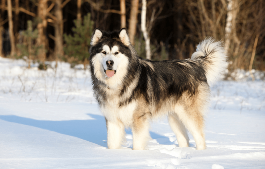 pack of alaskan malamutes e1690788641222