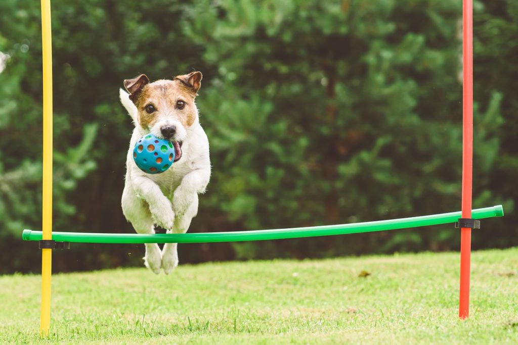 Dog Toys For Outdoors – How To Have Fun This Summer? 11 toys10