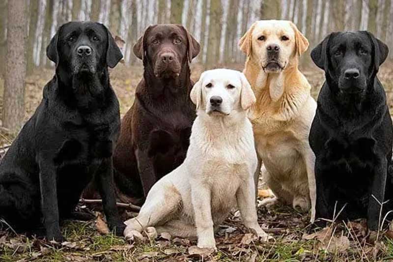 Best Labrador Color