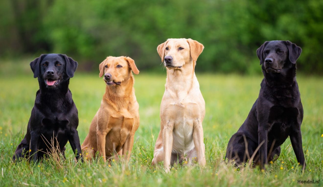 Rare Labrador Colors What Color Is Your Lab?