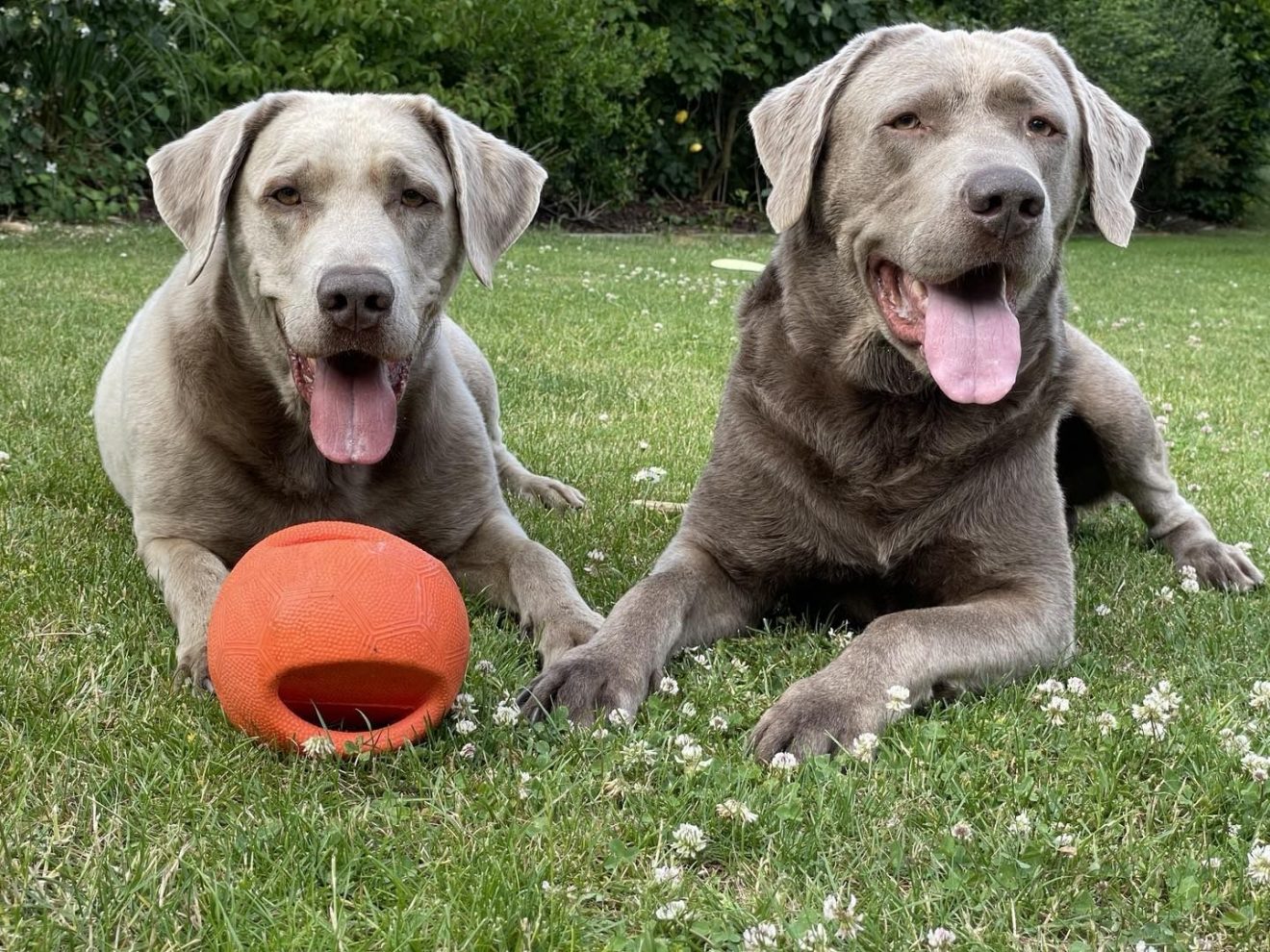 Rare Labrador Colors What Color Is Your Lab?