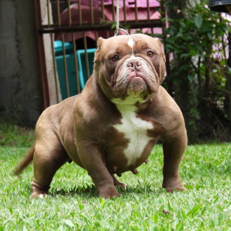 Are American Extreme Bullies Right For You - zjb9eb7