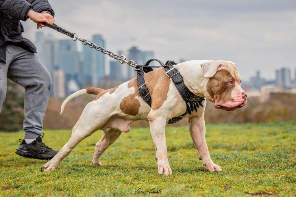 Are American Bullies aggressive