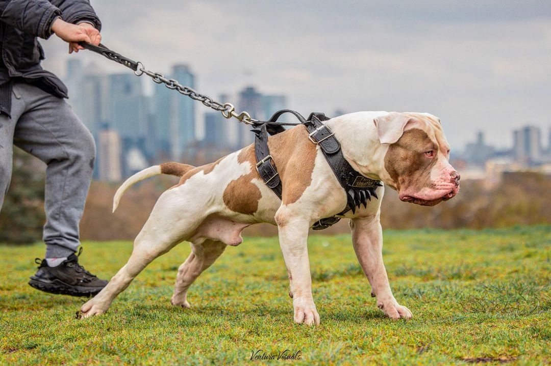 Are American Extreme Bullies Right For You - zh6bi89