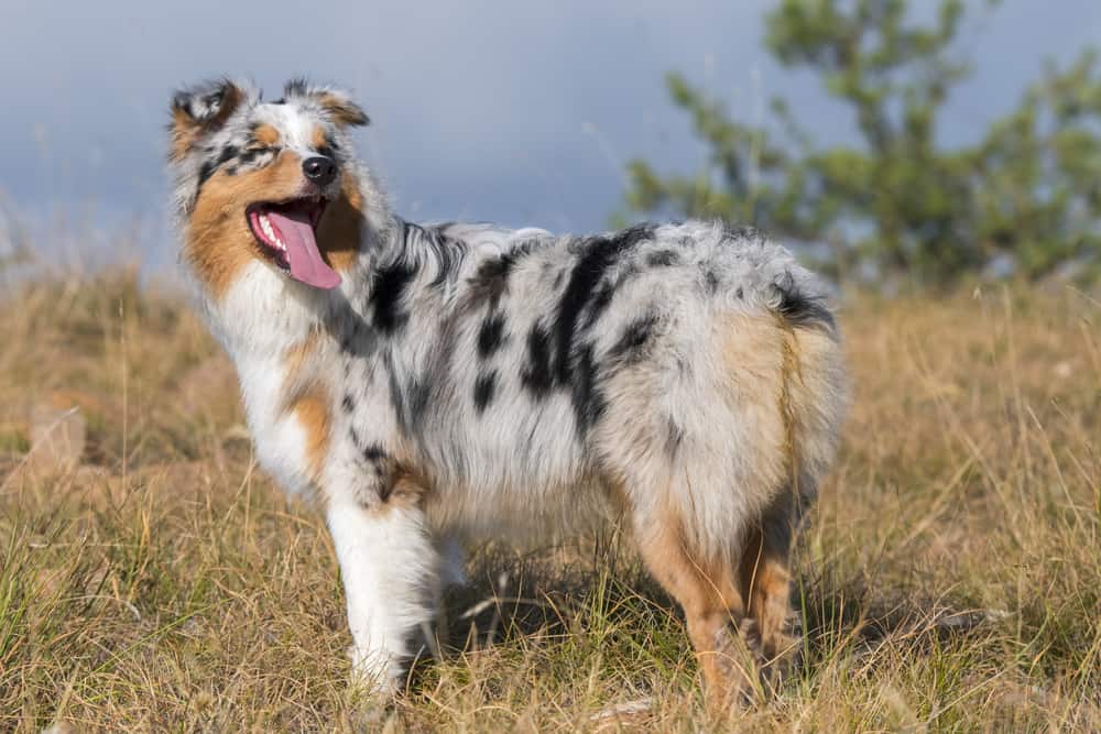 australian shepherd