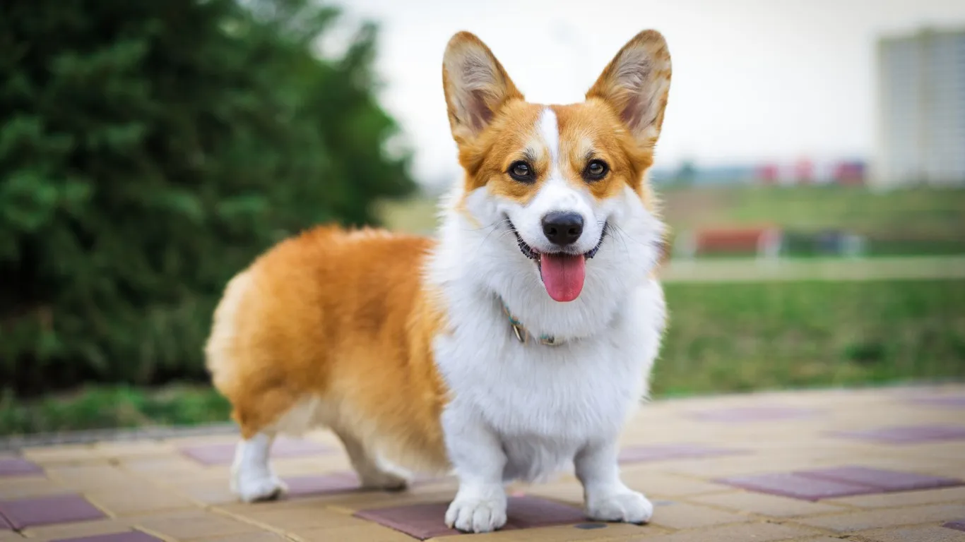 corgie