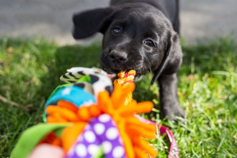 diy dog toys