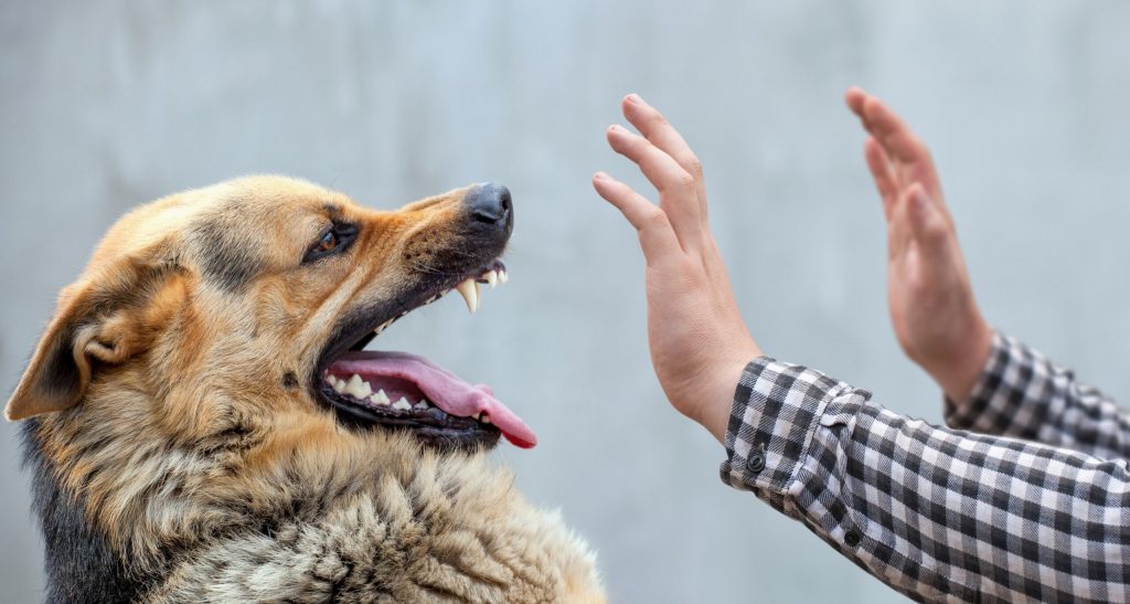 The Red Flags: Identifying Potential Aggression in Your Dog Towards Humans 4 dog aggression towards humans