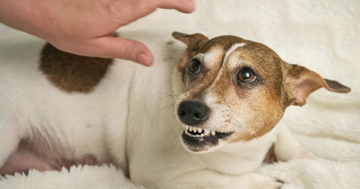 dog aggression towards humans4