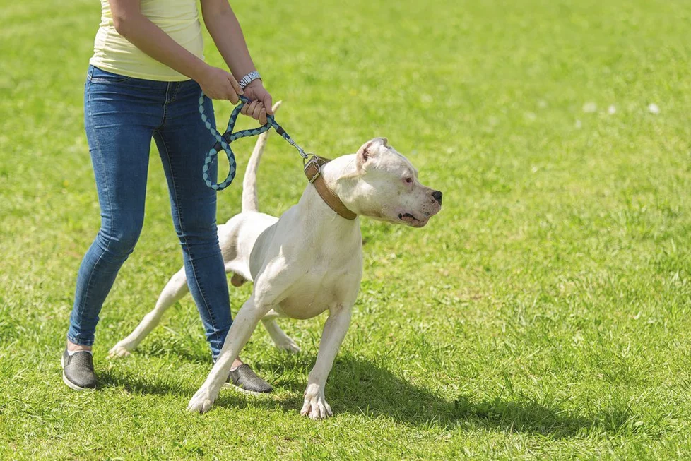 Leash Reactive Dog – Understanding Leash Reactivity 33 leash reactive1