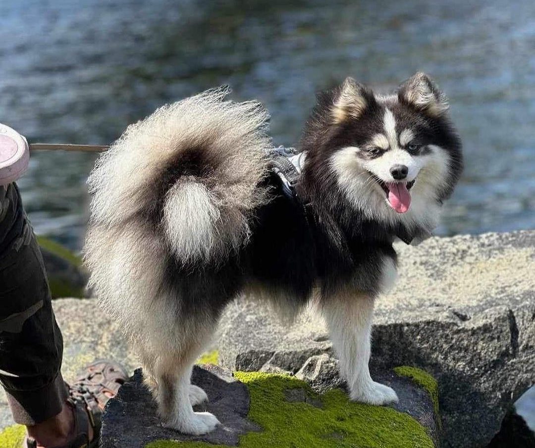 Huskies Mixed With Pomeranian