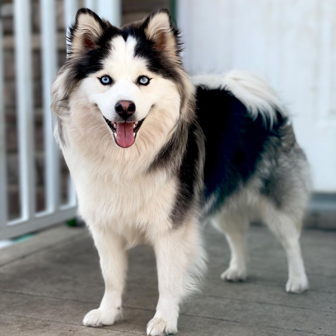 pomsky