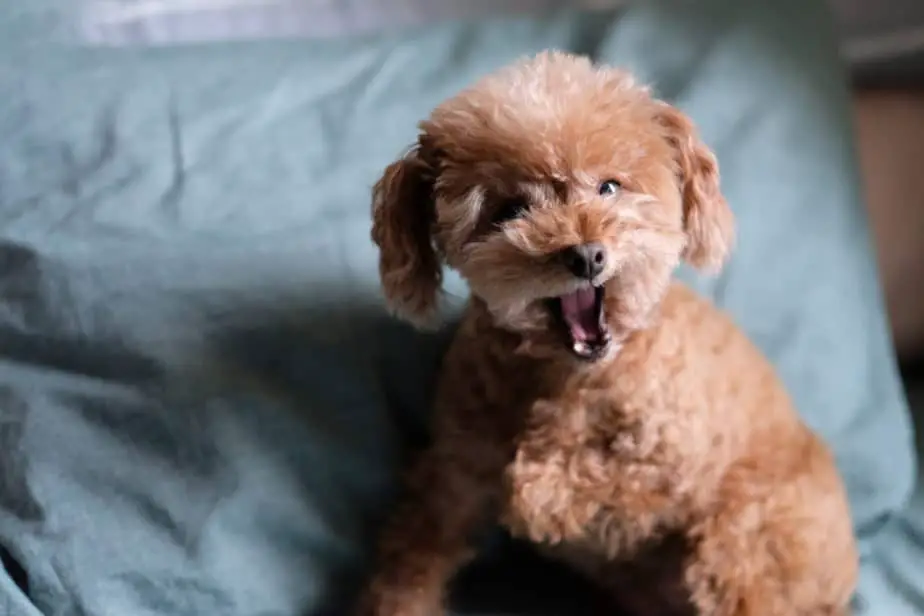 poodle3