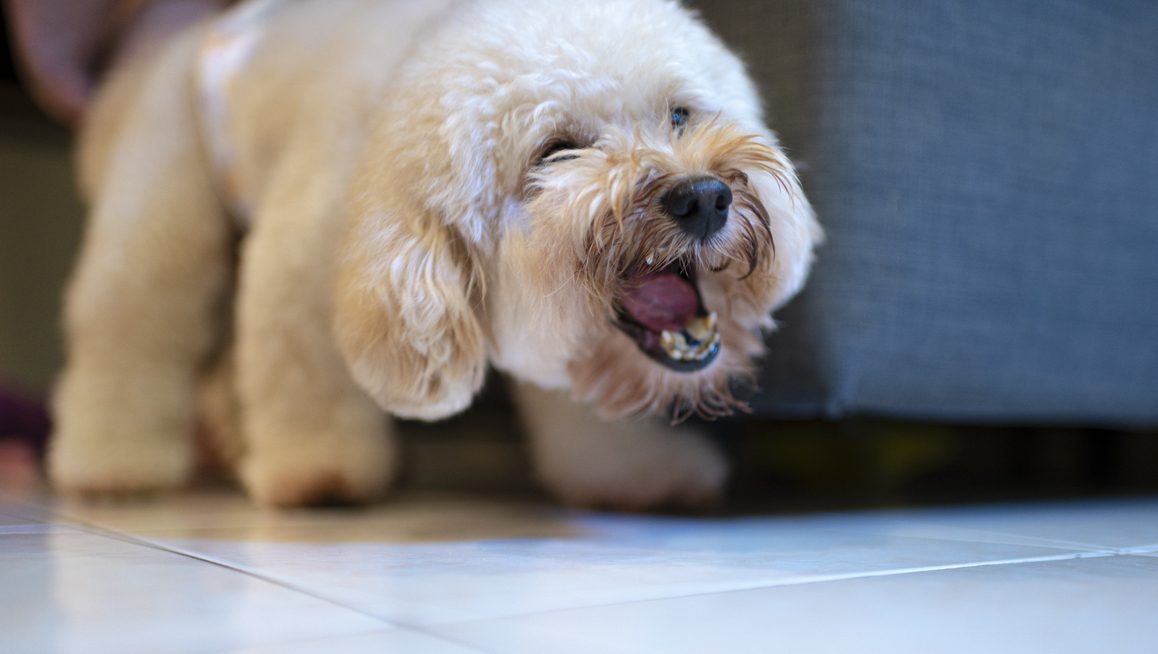 poodle6 e1692706982697