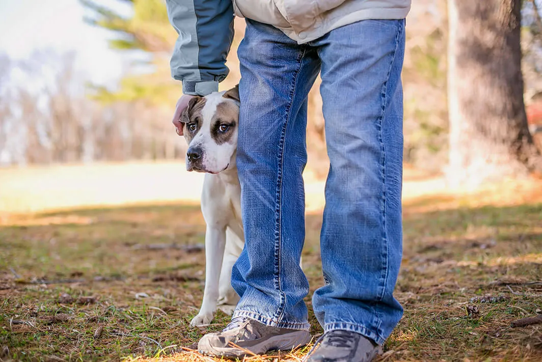 rescue dog