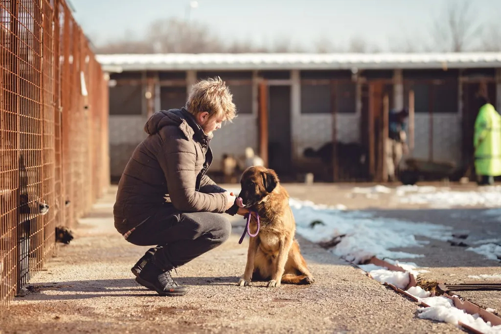 Training A Rescue Dog – Challenges And Tips 16 rescue dog2