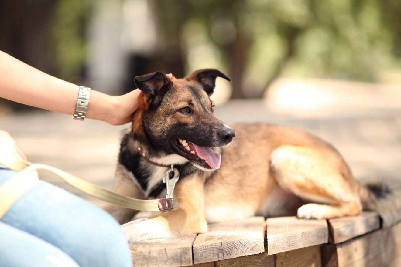 Training A Rescue Dog Challenges And Tips