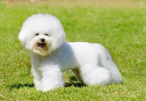how-long-do-bichon-frise-live