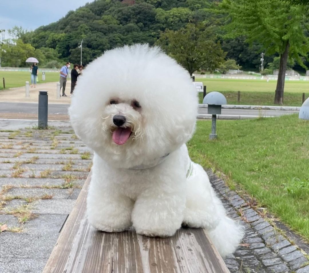 how-long-do-bichon-frise-live