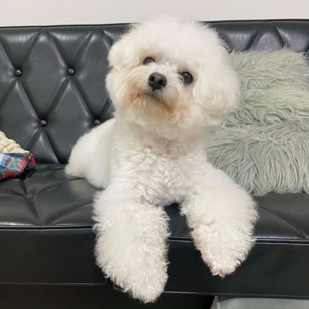 How Long Do Bichon Frise Live? Understanding Life Expectancy
