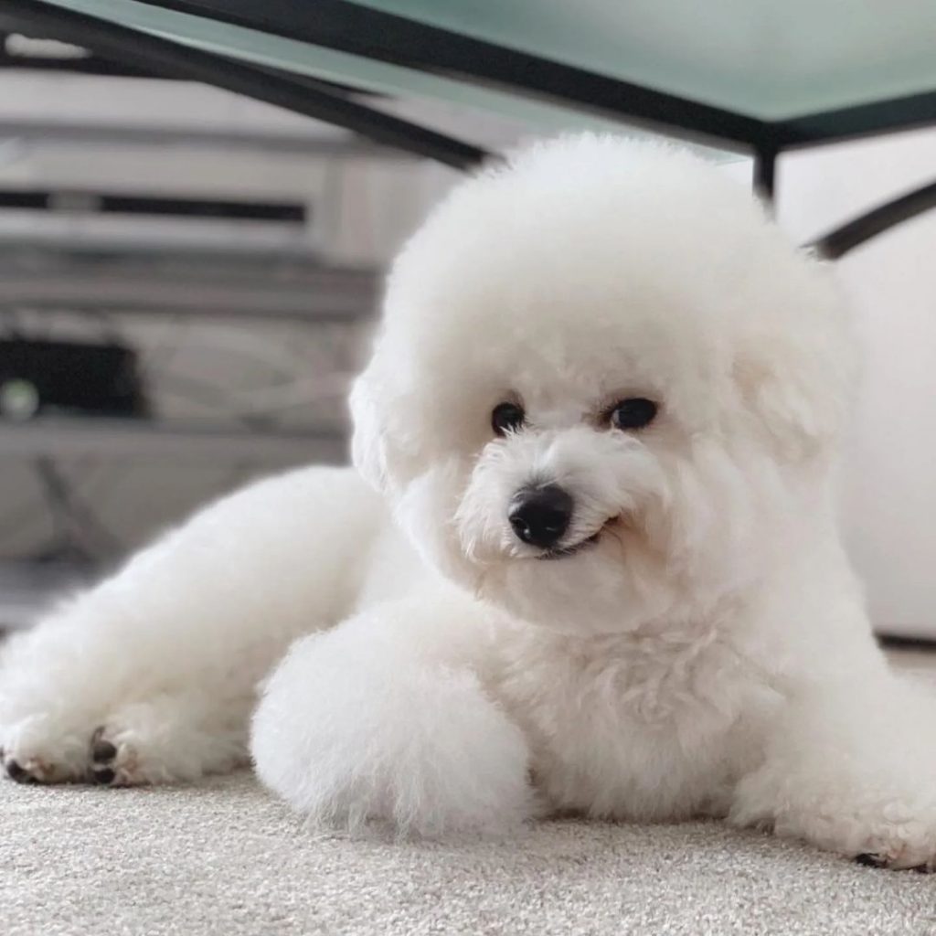 how-long-do-bichon-frise-live