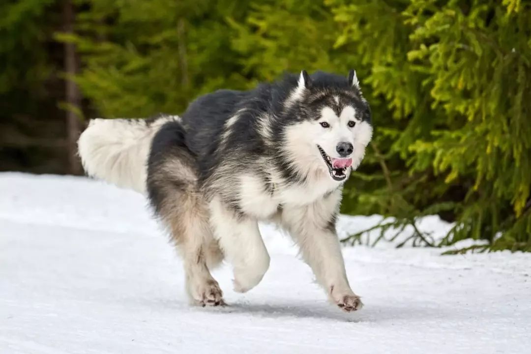 alaskan malamute