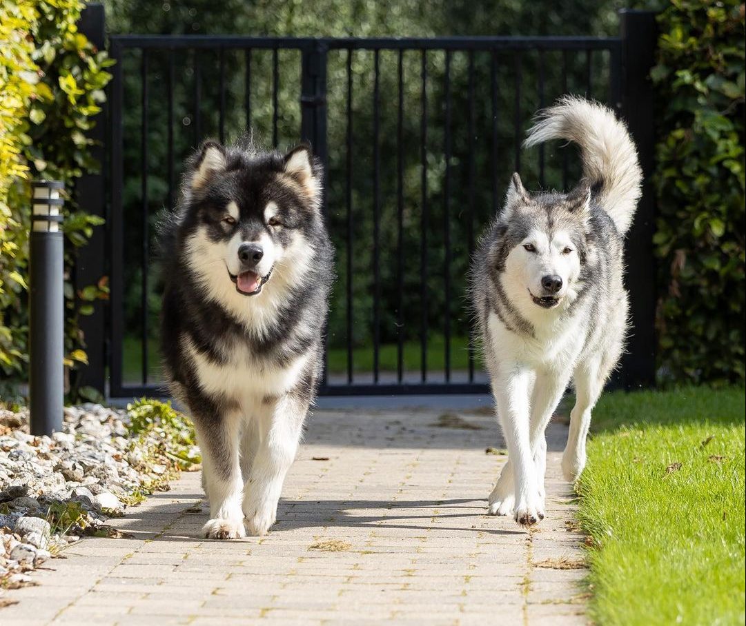 alaskan malamute1 e1696403505295