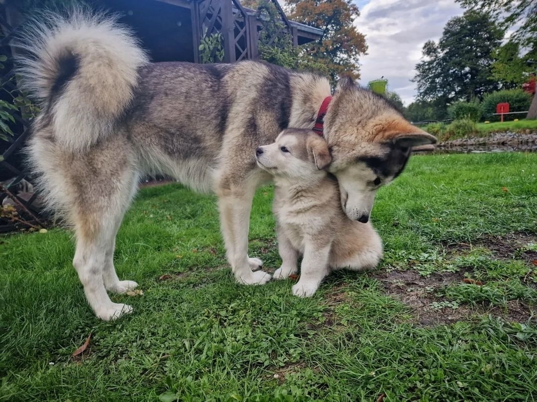 alaskan malamute4