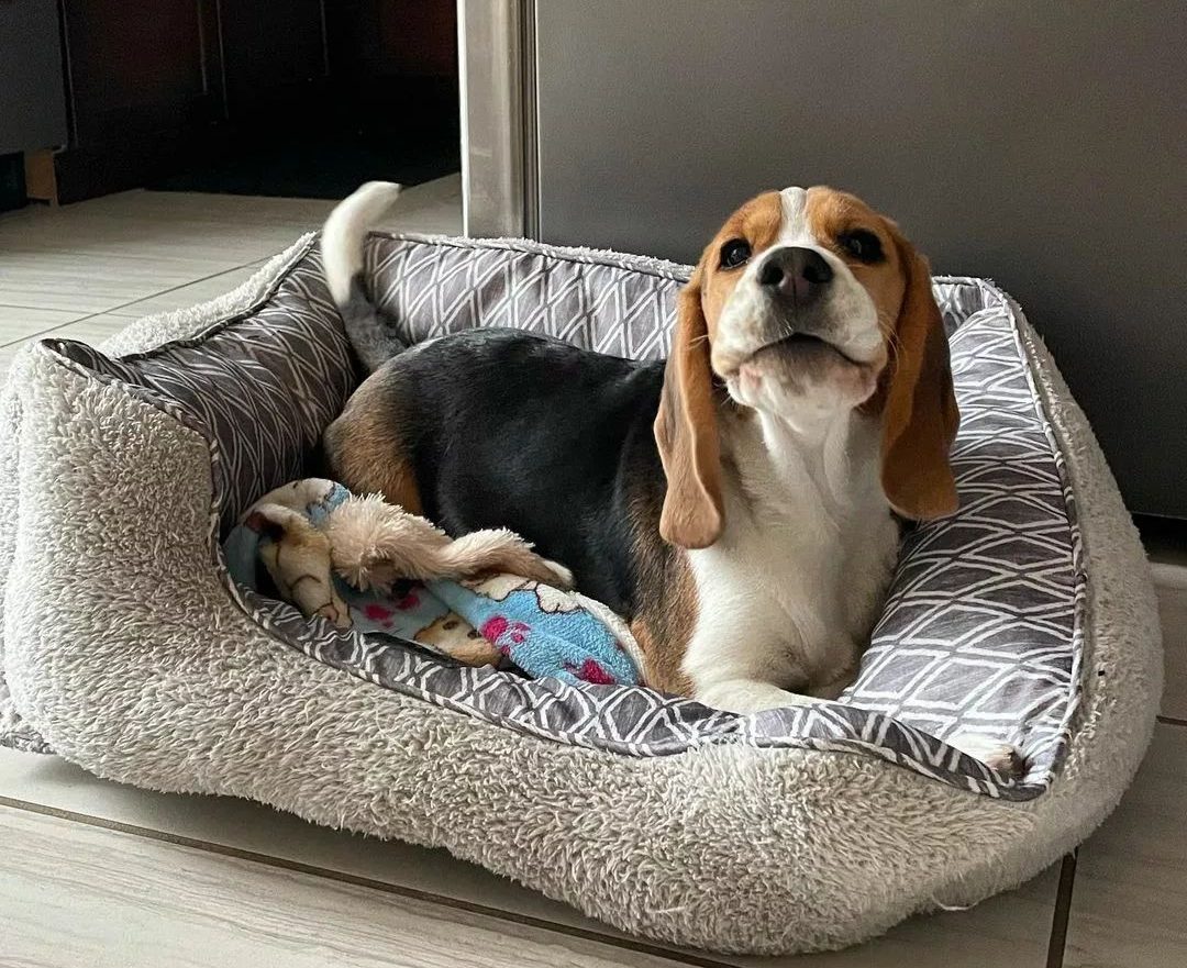 Do Beagles Bark A Lot? Is Beagle The Right Dog For You?