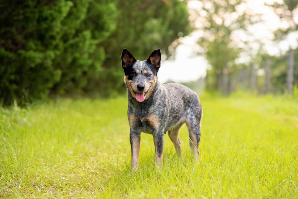 Can a blue heeler be a family dog