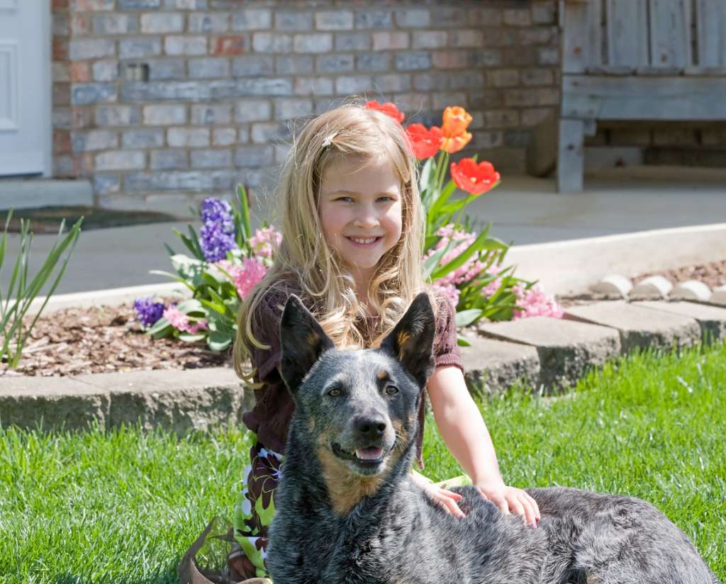 Can a blue heeler be a family dog