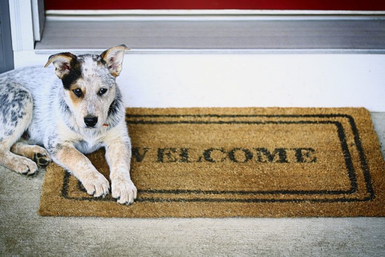 Can a blue heeler be a family dog