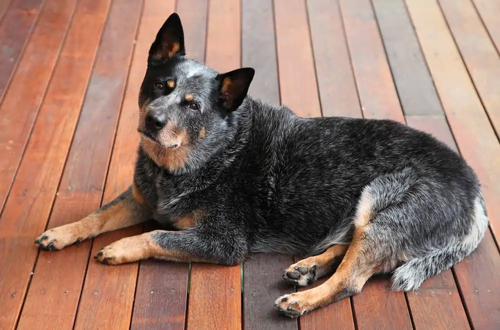 Can a blue heeler be a family dog