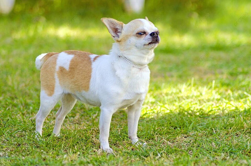 chihuahua mixed pug