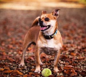 chihuahua mixed pug