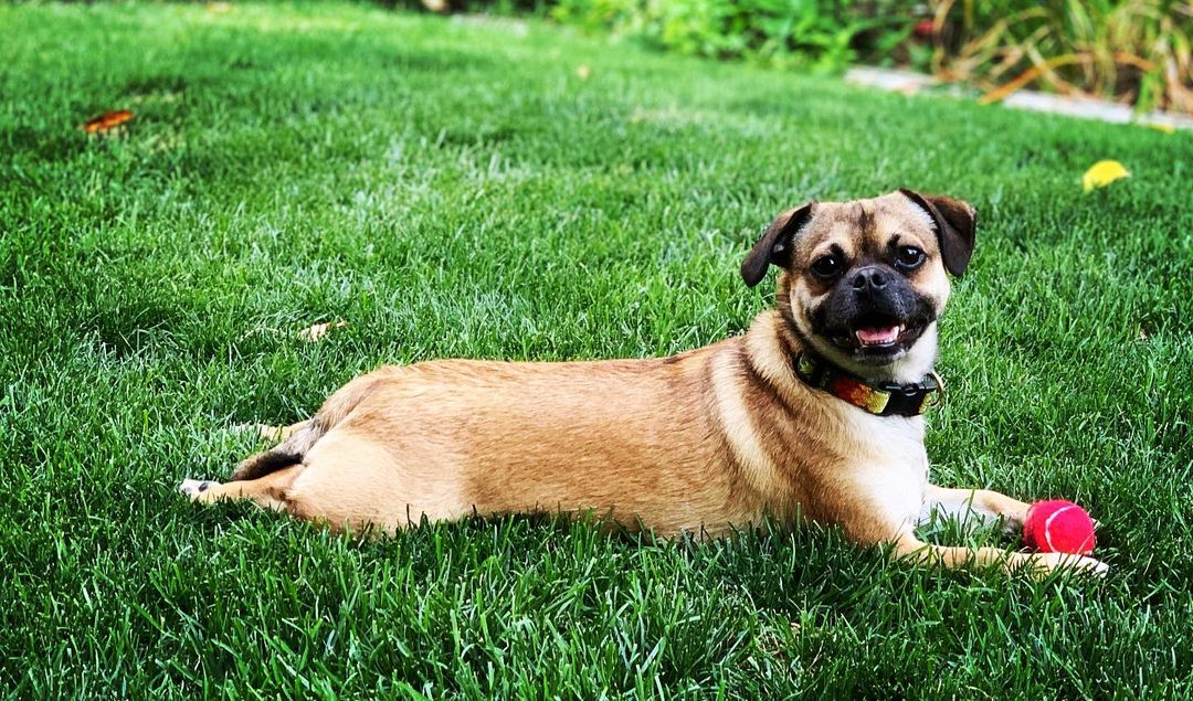 chihuahua mixed pug