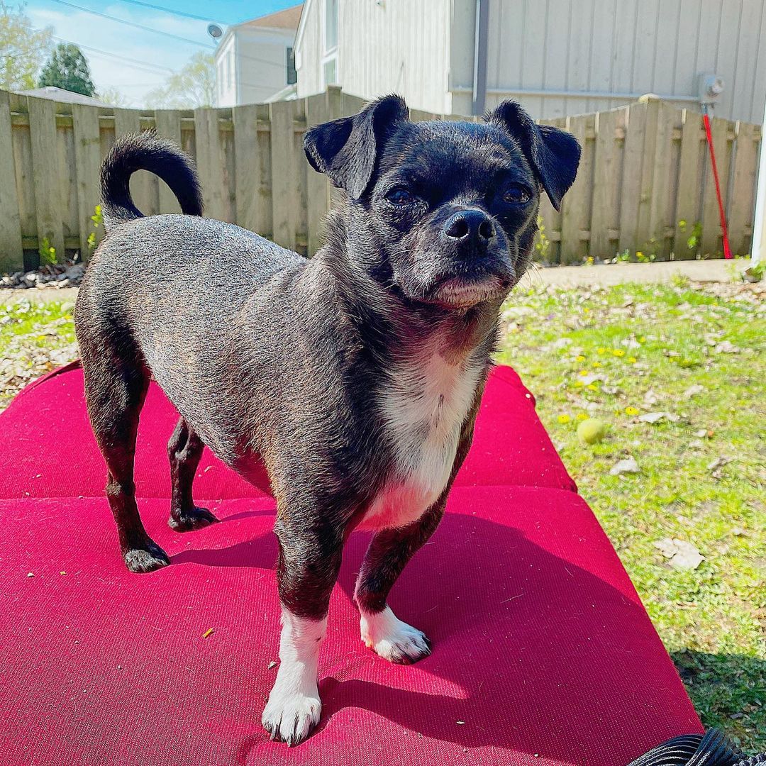 chihuahua mixed pug