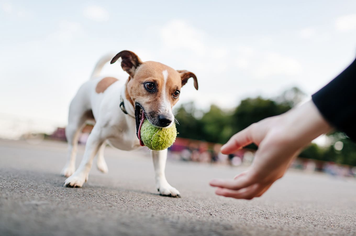 how to teach a dog to fetch